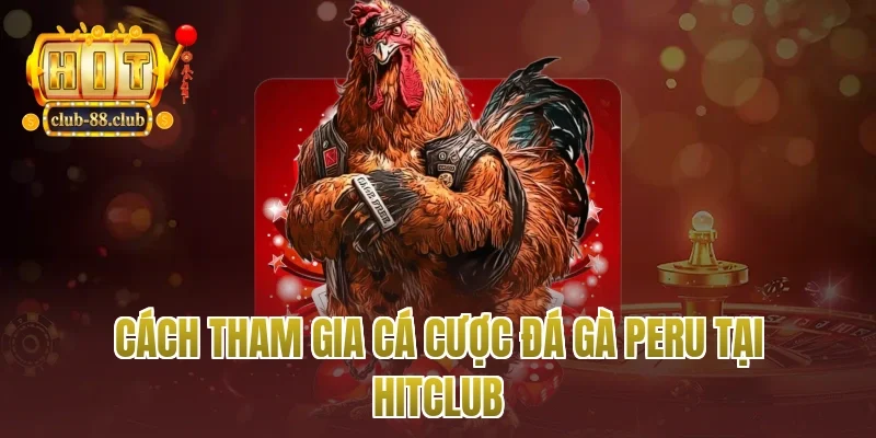 Cách Tham Gia Cá Cược Đá Gà Peru Tại Hitclub